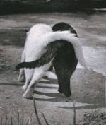 black cock and white pussy cat