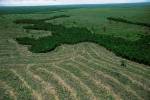 Dforestation en Amazonie