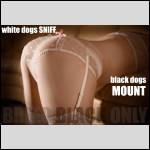 White Dogs Sniff